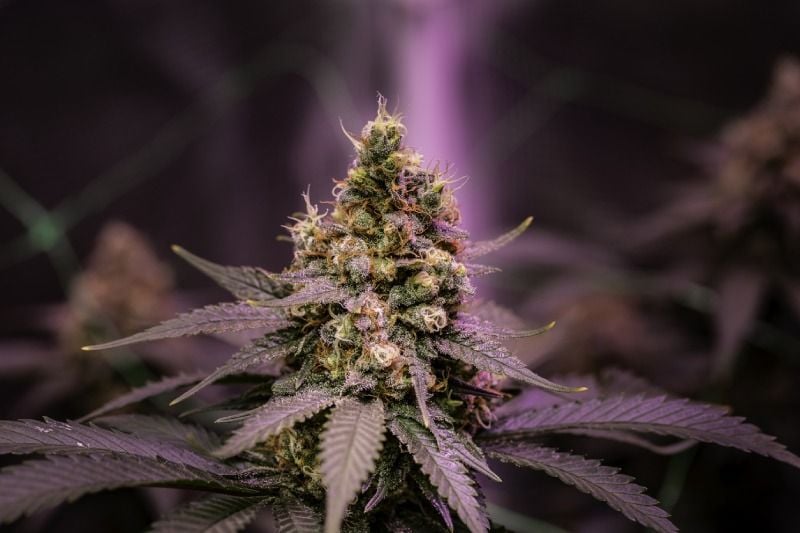 Should You Invest in a Cannabis Curing Machine? Should You Invest in a Cannabis Curing Machine?